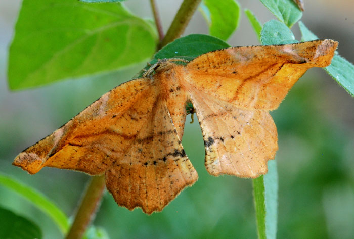 Altro bel   Geometridae:Apeira syringaria